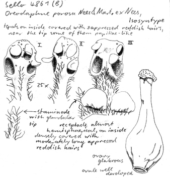 Vorschaubild Oreodaphne porosa Nees & Mart.